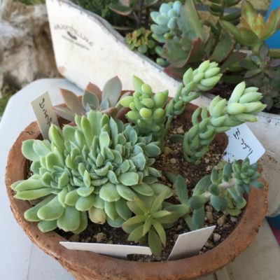 観葉植物を入れる容器もおしゃれに!