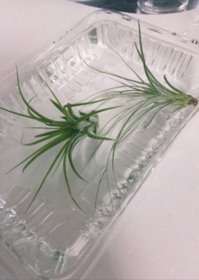 初心者必見!エアプランツの育て方