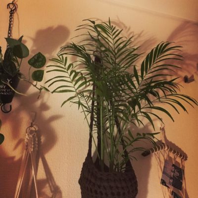 これで気軽に始めてみよう!100均で買える格安観葉植物