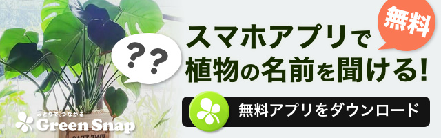 観葉植物としてもインテリアとしても人気、ペペロミア