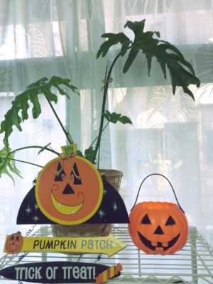 観葉植物セロームの育て方まとめ