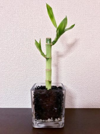 竹の観葉植物 ミリオンバンブーの育て方 コラム 緑のgoo