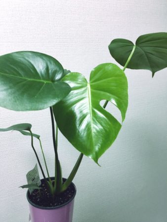 簡単に育てることができる観葉植物3選
