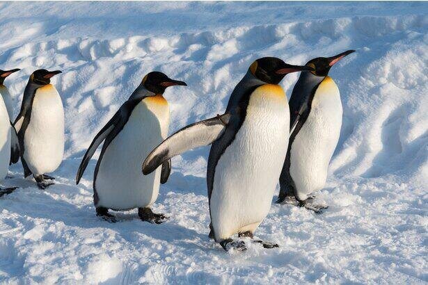 ペンギンはなぜ北極にいないのか　誰かに話したくなる地球の雑学(61）
