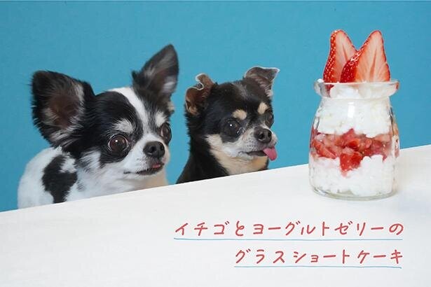 【SNSのアイドル！チワワのあお＆ものが食べる♪】犬ごはん先生の「グラスショートケーキ」レシピ