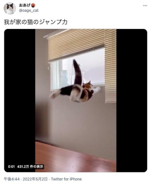 安心してください！無事です！”かわいすぎる猫ジャンプがハートに直撃