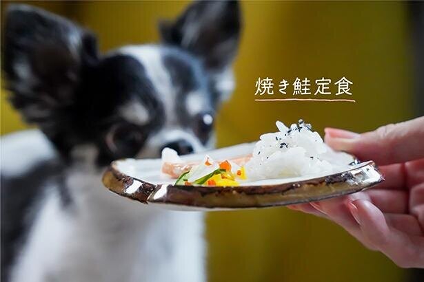 悶絶のかわいさ…！犬おやつレシピ「焼き鮭定食 」【SNSのアイドル！チワワのあお＆ものが食べる♪】