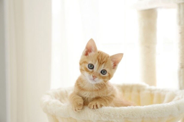 4.6万いいねがついた！かわいい子猫のまさかの成長に大反響！