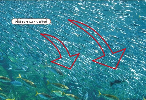躍動的に渦を巻く姿が人気のイワシ。群れが回る方向は決まっているって本当？