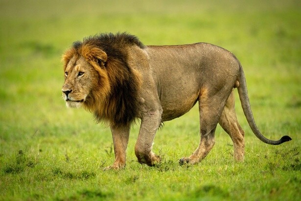 百獣の王ライオンも恐れる「ライオンゴロシ」とは？