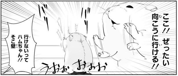 その先には行けませんって！ どうしても壁の向こうに行きたいハムちゃん