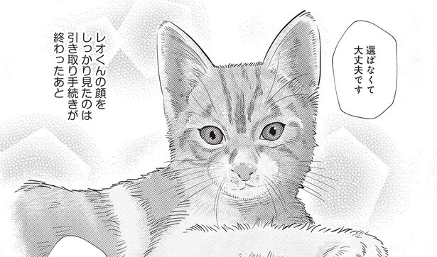 出会いはいつも突然！ 我が家の愛すべき猫たちの話／レオとシロウのドタバタ猫日記（1）