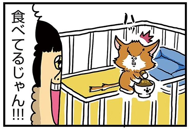 次からはノックして入るね！ 見てないところでごはんを食べている新入り猫の話