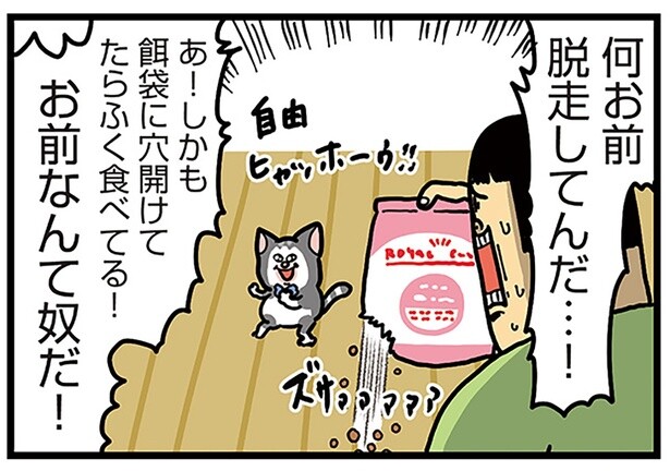 食欲に貪欲！ おそらく飼い主よりも賢い子猫の脱走劇