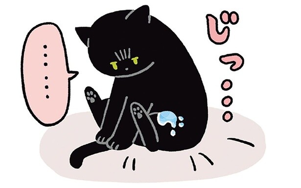 飲んでいた水が体にピシャッ！黒猫ろんが浮かない表情で飼い主を見たわけ