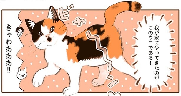 人間しか会ったことない先住猫と遊び盛りの新入り赤ちゃん猫、仲良くなれる!?