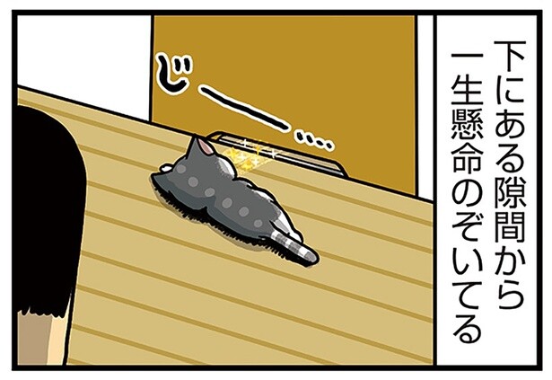 他の子が食べているものを凝視。食いしん坊猫の憧れごはん