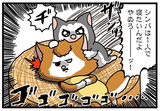 わぁ、ほっこり。絶対モメると思ってたのに一緒に寝だした猫たち