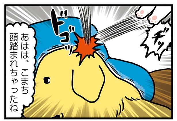 周りには鈍感、自分には繊細？ 猫に頭を踏まれたときの犬の反応が怖い