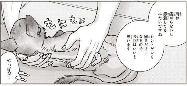 満身創痍で生きてきた野良の子猫。病院で次々にみつかるケガの跡や病気に涙