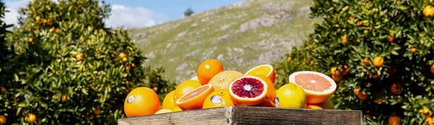 サンキストの商品を食べて応募しよう！抽選で5500名に豪華賞品が当たるキャンペーンを実施中
