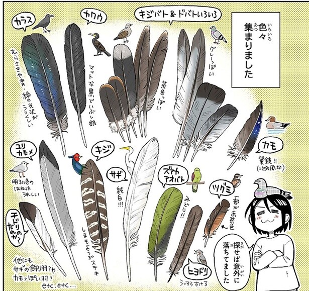 鳥の羽をコレクションする漫画家。羽をよーく観察すると新たな発見が!?