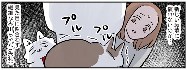 意外と繊細⁉新しいおうちに着いて、猫が真っ先に逃げ込んだ場所