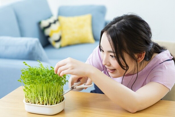 話題の「リボベジ」でめざせ大収穫！「豆苗」＆「長ねぎ」栽培のコツ