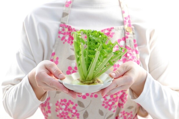 野菜の切れ端でエコな「リボベジ」を！「大根」＆「チンゲンサイ」栽培のコツ