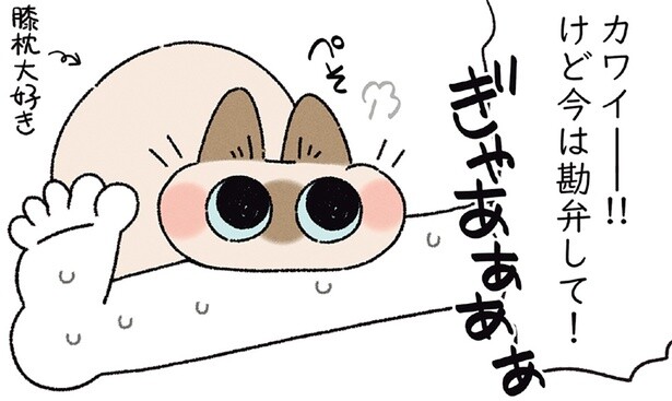カワイイけど今は勘弁して！ 足をつり絶体絶命な時にこそ甘えてくる猫