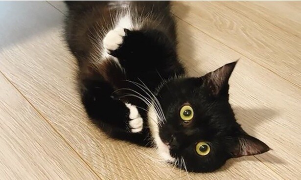 かわいい？ホラー？5.8万人がいいねした猫ちゃんのパトロールにまさかの展開が