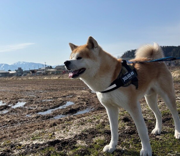 にらめっこしたら最強説！モフモフ秋田犬の絶妙な表情に2.9万いいね