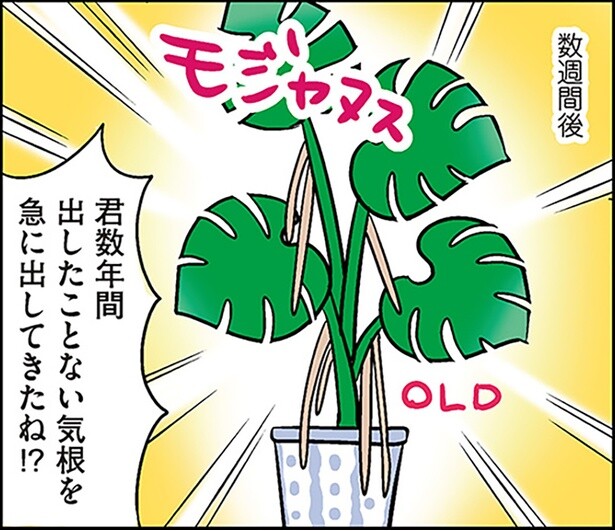 新旧のモンステラを並べて栽培。謎の成長を遂げた理由とは