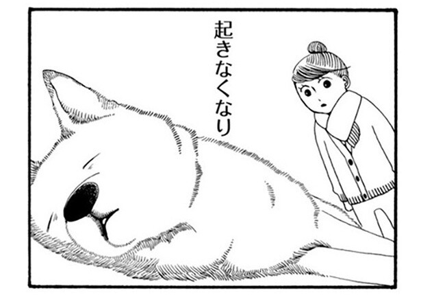 16歳でも元気いっぱいだった柴犬。突然、起きることも食べることもできなくなって