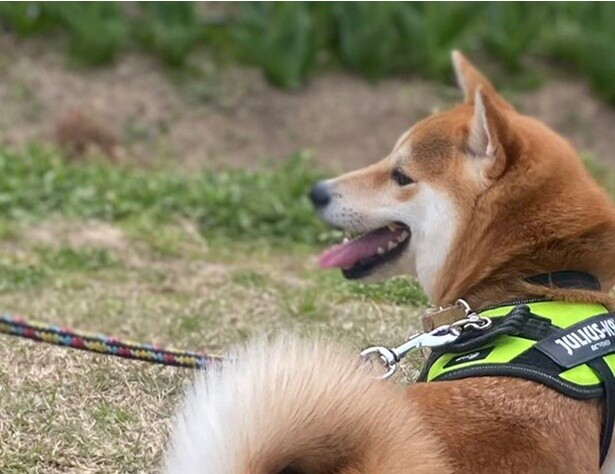 柴犬が散歩中に見せた“気づき”に10万いいね！優しさあふれる1枚に「涙が出た」「心が洗われる」と感動の声