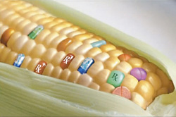 GMOを揶揄するトウモロコシ（薬が埋め込まれている）
