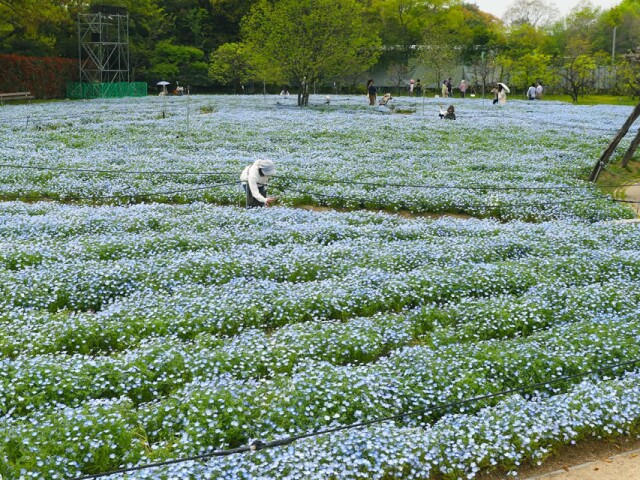 長居植物園で2万株のネモフィラ見頃　フジとのコラボも