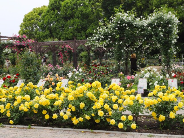 長居植物園で「春のローズウィーク」　バラが見頃