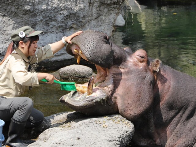 天王寺動物園でカバの歯磨き　歯と口の健康週間で