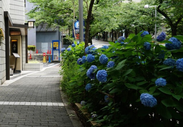 アークヒルズのスペイン坂に咲くアジサイが見頃　色とりどりの花咲く