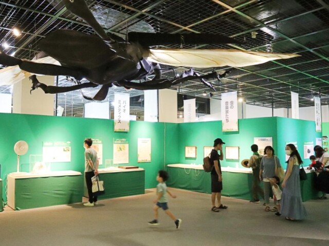 秋田県立博物館で「世界の昆虫展」　3000種1万個体の標本一堂に