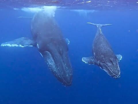エンタメ性も進化した徳之島のホエールウオッチング、感動のシーズン終了