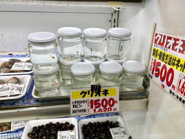 青森・スーパー鮮魚売り場で「クリオネ」販売　貝コーナーに並ぶ