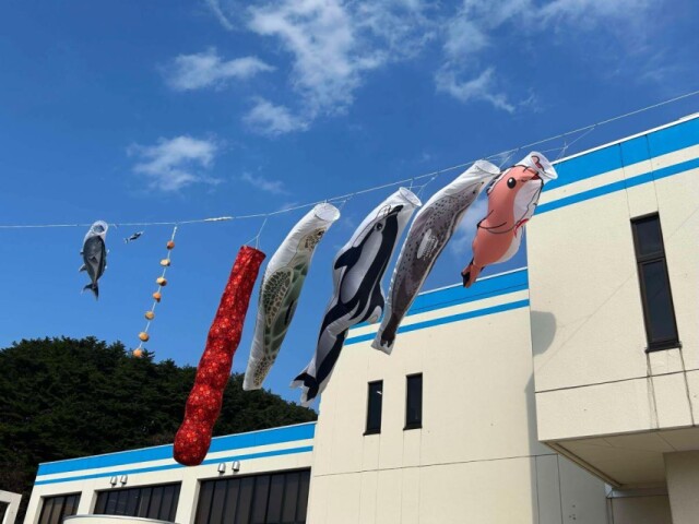 青森・浅虫水族館が「いるかのぼり」リニューアル　ホタテ・ホヤも風にそよぐ