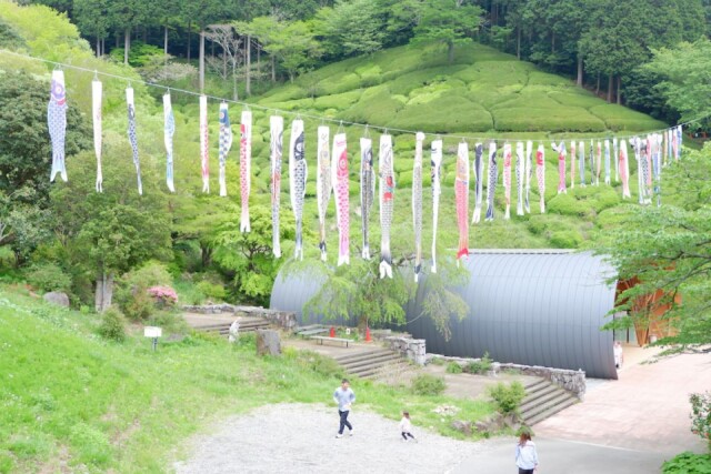 熱海・姫の沢公園で「つつじまつり」　こいのぼり160匹泳ぐ
