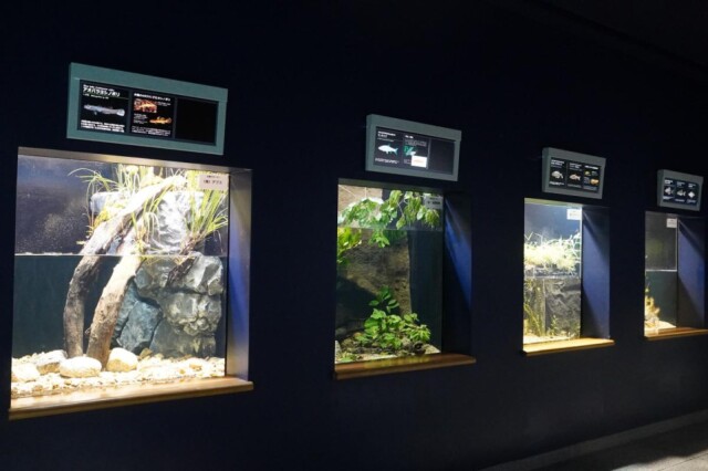 琵琶湖博物館が「よみがえれ！日本の淡水魚」など水槽展示再開