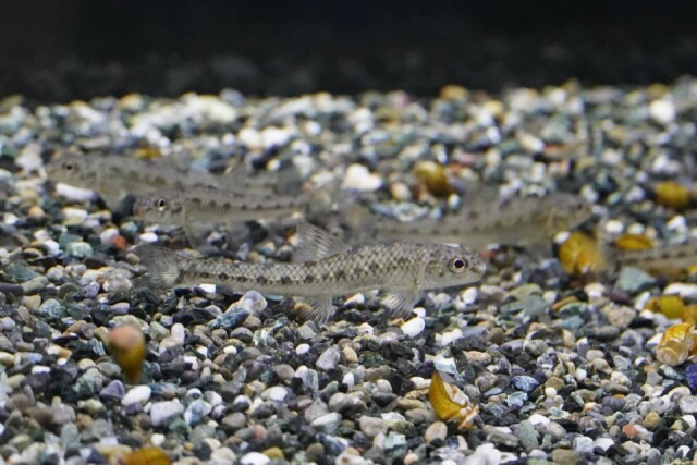 琵琶湖博物館で膳所の名を持つ淡水魚「ゼゼラ」期間限定展示　繁殖に成功