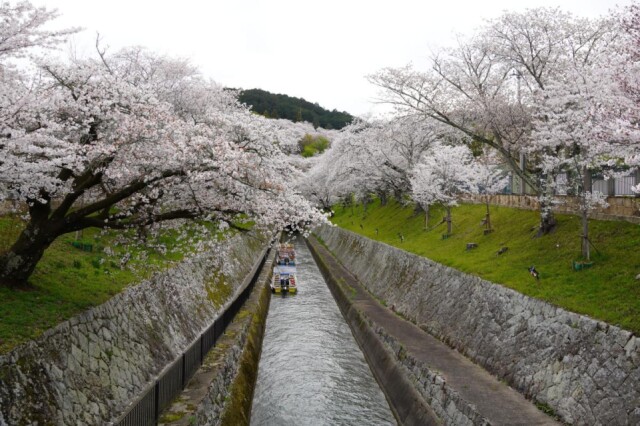 大津の琵琶湖疏水の桜が見頃　夜はライトアップも