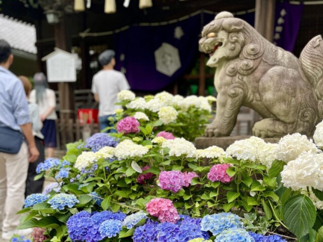 白山神社で「文京あじさいまつり」　3000株が見頃迎える