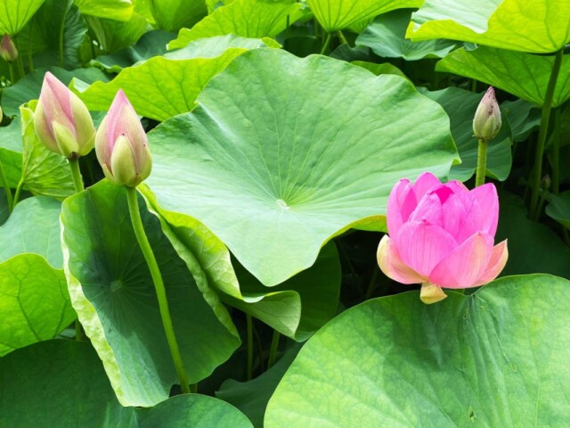 千葉公園で「大賀ハスまつり」　葉を使ったハスシャワーや象鼻杯も